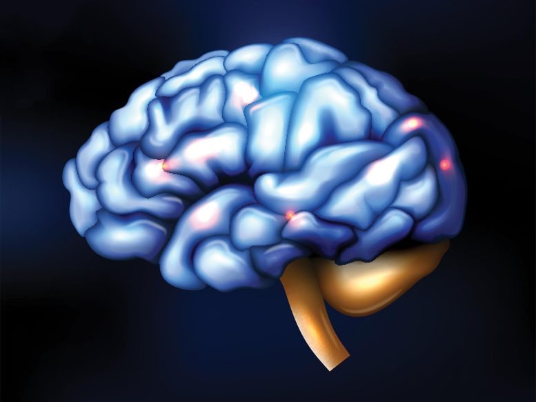 Human Brain Illustration